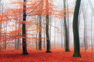 Wall Mural - Beautiful mysterious red colors in autumn in a forest in the Netherlands with morning fog and vibrant leafs