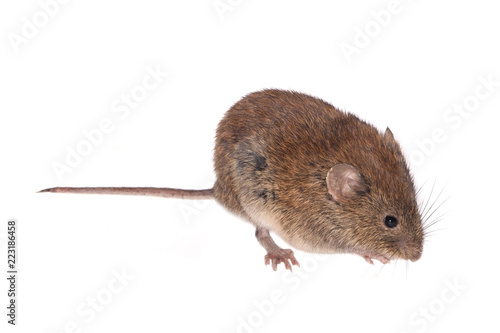 Fotografía Bank Vole, Field Mouse (Clethrionomys glareolus), isolated on White Background