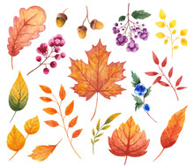 Watercolor Leaves And Berries Set
