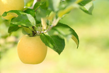 Ripe Yellow Apple On Plantation Against Background Of Green Foliage Of Apple Trees.