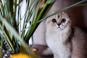  kitten cat scottish straight, lop-eared fluffy, animal tree autumn
