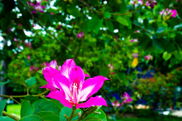 close up purple blossom on beautiful light 