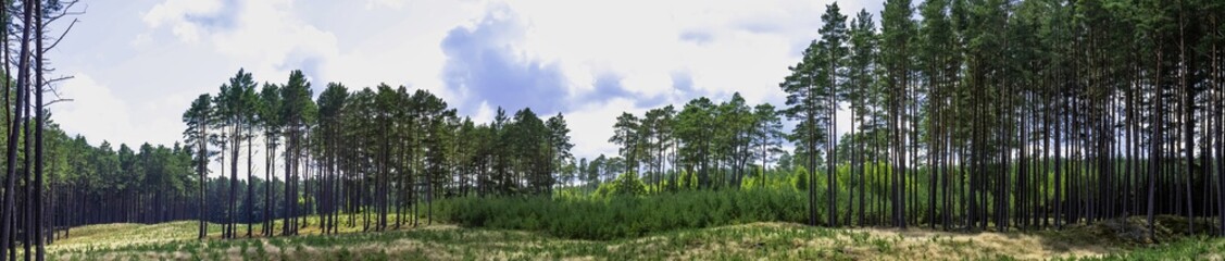  Polish wild forest - panorama of Kampinos National Park, Poland