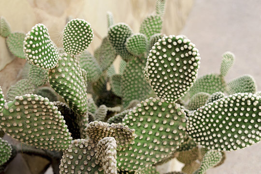 opuntia microdasys