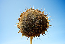 Ripe Sunflower On The Field