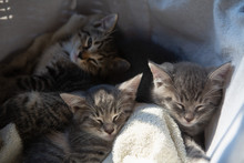 Kittens In A Basket.