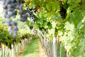 Bunches of ripe red grapes ready to be picked up and will become a tasty wine like Valpolicella, Amarone or Recioto