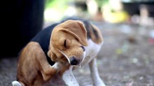 An Adorable Beagle Dog Scratching Its Body In The Floor Outdoor On The Ground.
