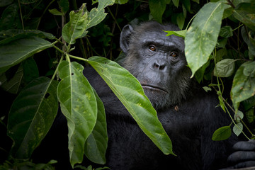 Wall Mural - Gorilla hide and look straight behind tree.