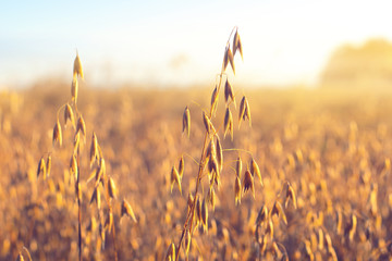 Wall Mural - Oat ear on the field, illuminated by the dawn sun