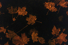Autumn, Rains, Fallen Leaves On Asphalt, Background