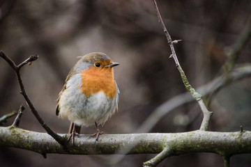 Wall Mural - Robin