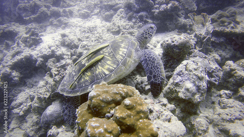 Plakat Żółw morski z pasażerami