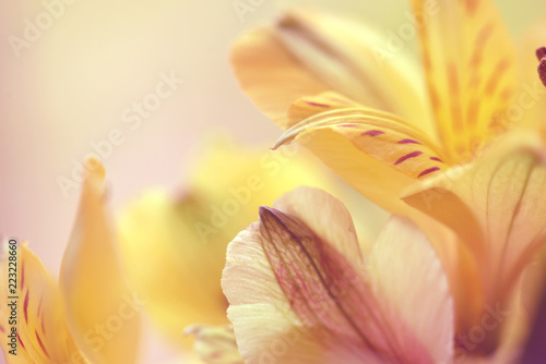 Fototapety duże kwiaty  piekne-kwiaty-makro-alstroemeria