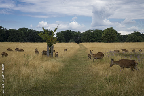 Fotografía Rehe im Richmond Park - London