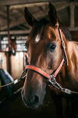 Wall Mural - Horse in the nature, horseback riding