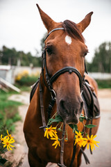 Wall Mural - Horse in the nature, horseback riding