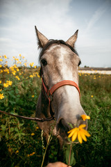 Wall Mural - Horse in the nature, horseback riding