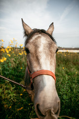 Sticker - Horse in the nature, horseback riding