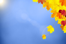 Beautiful Sunny Colorful Autumn Season Leaves Decoration On Blue Sky Copy Space Background. Selective Focus Used.