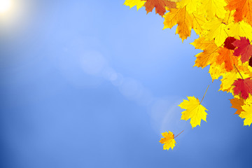 Beautiful sunny colorful autumn season leaves decoration on blue sky copy space background. Selective focus used.