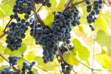 purple grapes on the branch