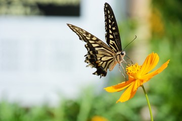 Sticker - Swallowtail butterfly