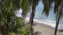 Costa Rican Tree Trimmer Climbs A Tall Palm Tree With No Safety Ropes In Order To Trim It On The Beaches Of Punta Banco, Costa Rica.