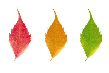 Wall Mural - Autumn leaves on a white background with a collage of three green yellow red