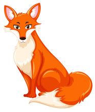 A Red Fox On White Backgroud