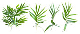 Fototapeta Sypialnia - bamboo isolated on gray background with clipping path
