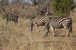 Zebras im Kruger-Nationalpark in Südafrika