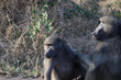 Paviane im Kruger-Nationalpark in Südafrika