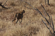 Gepard im Kruger-Nationalpark in Südafrika