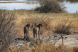 Geparden im Kruger-Nationalpark in Südafrika
