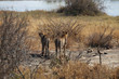 Geparden im Kruger-Nationalpark in Südafrika