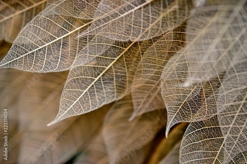 繊細な葉 葉脈標本です Buy This Stock Photo And Explore Similar Images At Adobe Stock Adobe Stock