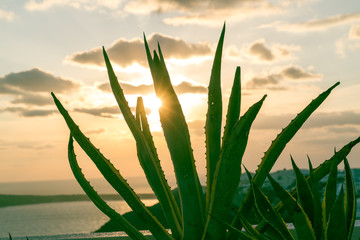 Wall Mural - aloe cactus and sea in sunset