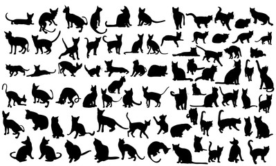 Plakat sztuka kociak ssak