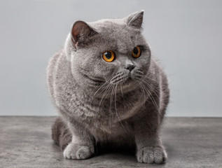 Wall Mural - grey british shorthair cat