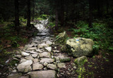 Fototapeta Kamienie - stone walkway in the dense forest