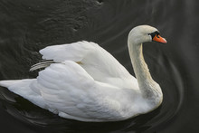 White Swan In Black Water