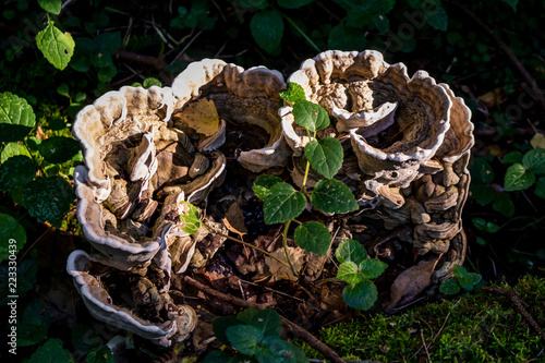 Fotografia, Obraz Large mushroom Polypore growing on a fallen tree