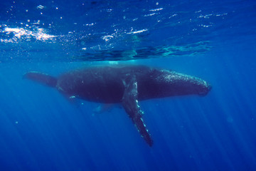 a whale in the ocean swimming next to its puppy, so that it can protect it, love it and let it grow.