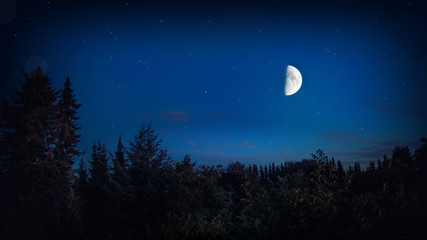 dark forest night with bright big moon and stars - beautiful landscape background