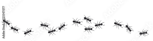 Fotomural A line of worker ants marching in search of food. Vector banner