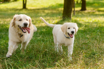 Run of two dogs