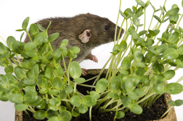 Sticker - Rat and young sprouts of watermelon in a clay pot.