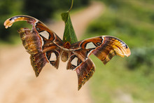 Atlas Moth, Attacus Atlas