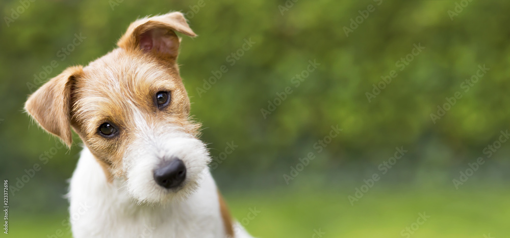 Funny head of a happy cute jack russell puppy pet dog - web banner idea - obrazy, fototapety, plakaty 
